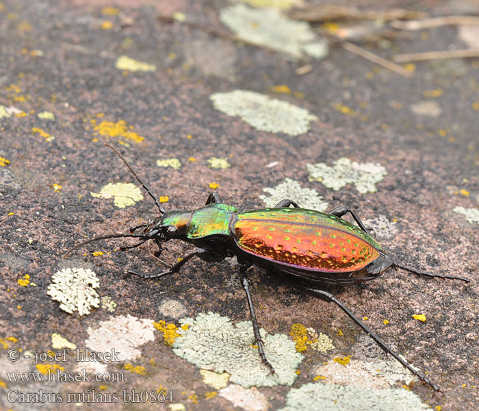 Carabe rutilant Cárabo rutilante Chrysocarabus rutilans Carabus