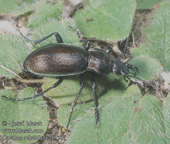 Carabus scheidleri Változó futrinka Veränderlicher Laufkäfer Biegacz Scheidlera Bystruška menivá Střevlík Scheidlerův Жужаль цудоўны