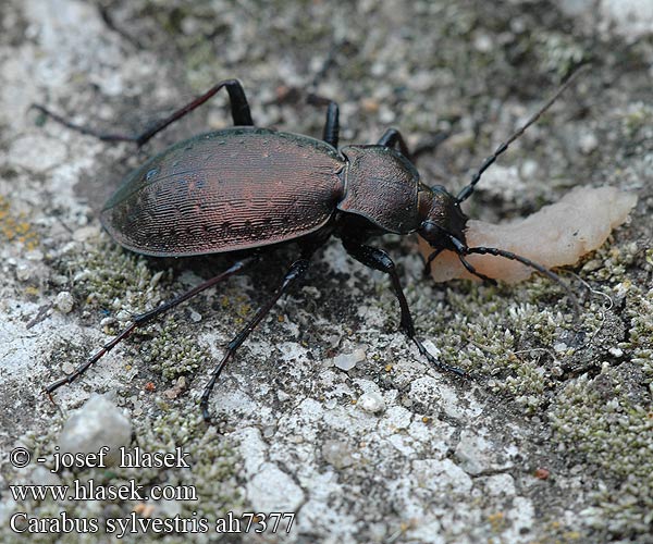 Carabus sylvestris Bergwald-Laufkäfer Biegacz leśny Střevlík lesní 