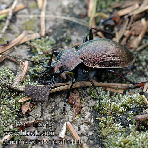 Carabus sylvestris Střevlík lesní Bergwald-Laufkäfer Biegacz leśny