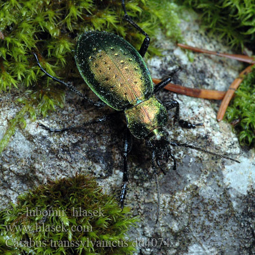 Carabus transsylvanicus