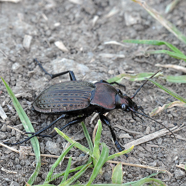 Carabus ulrichii Rezes futrinka Höckerstreifen-Laufkäfer Biegacz Ulrichiego Střevlík Ulrichův 