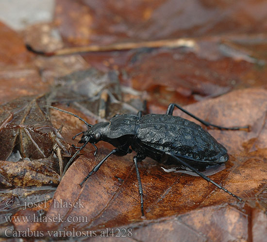 Carabus variolosus Vízi futrinka Grubenlaufkäfer Biegacz gruzełkowaty Bystruška potočná Střevlík hrbolatý Carabe noduleux Carab amfibiu Močvirski krešič