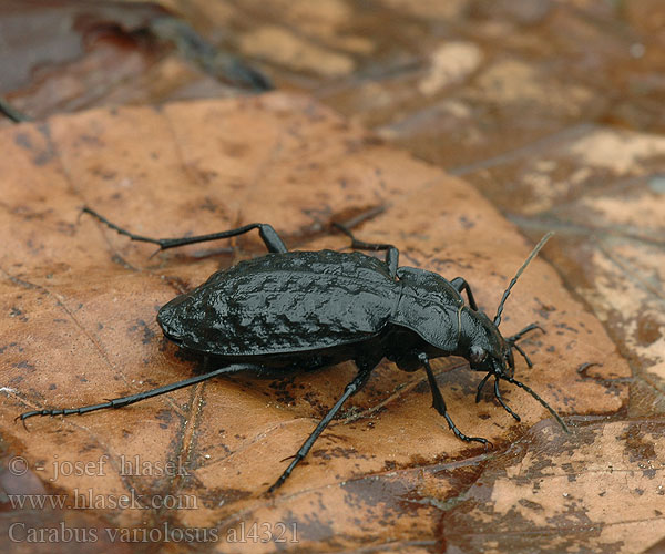 Carabe noduleux Carab amfibiu Močvirski krešič Carabus variolosus Vízi futrinka Grubenlaufkäfer Biegacz gruzełkowaty Bystruška potočná Střevlík hrbolatý