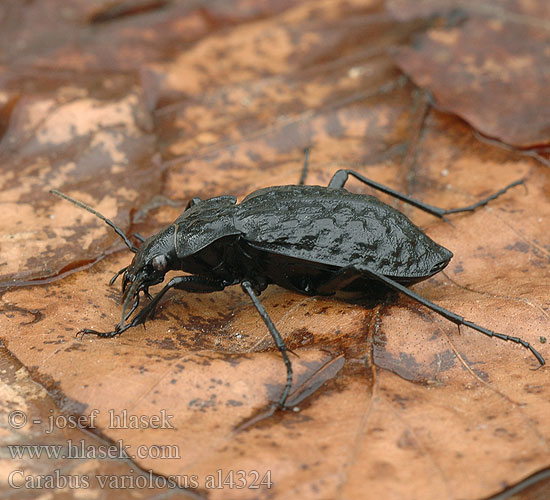 Grubenlaufkäfer Biegacz gruzełkowaty Bystruška potočná Střevlík hrbolatý Carabe noduleux Carab amfibiu Močvirski krešič Carabus variolosus Vízi futrinka