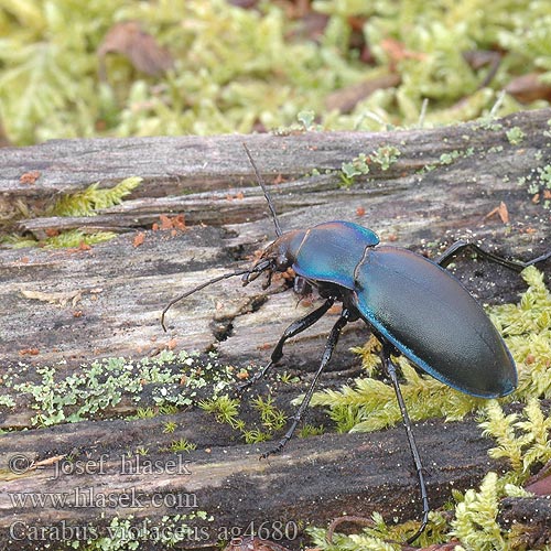 Carabus violaceus Carabe violet Violette loopkever Kék futrinka Violetter Laufkäfer Biegacz fioletowy Bystruška fialová Střevlík fialový Läderlöpare Fiolett jordløper Жужелица фиолетовая