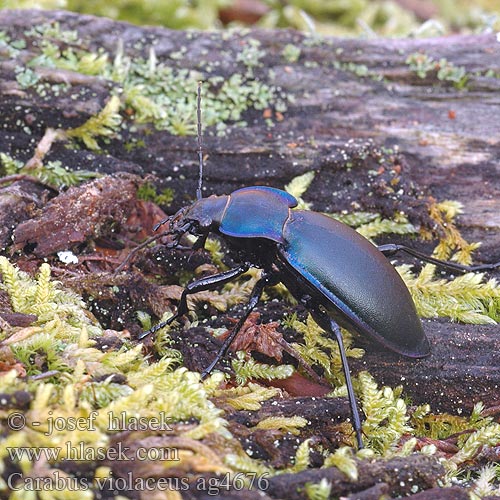 Carabus violaceus Violetter Laufkäfer Biegacz fioletowy Bystruška fialová Střevlík fialový Läderlöpare Fiolett jordløper Жужелица фиолетовая Violet ground beetle Violetrandet Løbebille Carabe violet Violette loopkever Kék futrinka