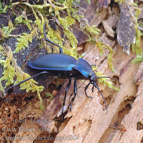 Carabus violaceus Střevlík fialový Läderlöpare Fiolett jordløper Жужелица фиолетовая Violet ground beetle Violetrandet Løbebille Carabe violet Violette loopkever Kék futrinka Violetter Laufkäfer Biegacz fioletowy Bystruška fialová