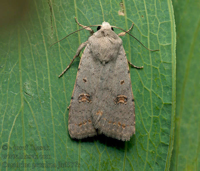 Caradrina proxima Caradrine maculée