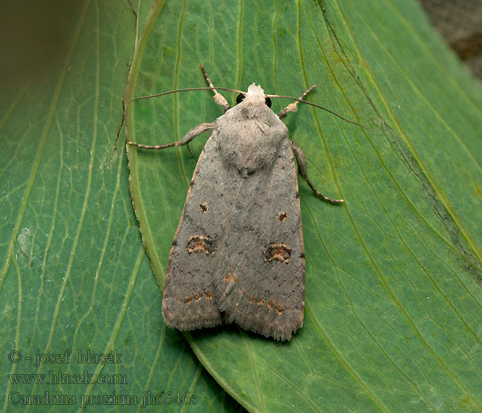 Caradrina proxima Caradrine maculée