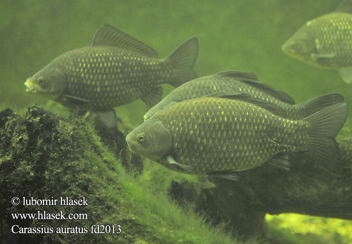 Carassius auratus Goldfish Karas stříbřitý zlatý Goudvis سمك ذهبي Şələquyruq qızıl balığı Zlatna ribica Pesk-aour Златна рибка Peix vermell Guldfisk Goldfisch Orfiŝo fiŝo ماهی قرمز Poisson rouge Carassin doré Òr-iasg 금붕어 ოქროს თევზი Auksinė žuvelė Aranyhal Goudvis キンギョ Gullfisk Karaś złocisty chiński Карась серебряный Златни караш Zlatna ribica Kultakala Guldfisk ปลาทอง Моҳии заррин Japon balığı Cá vàng גאלדפיש 金鱼 Carasul auriu