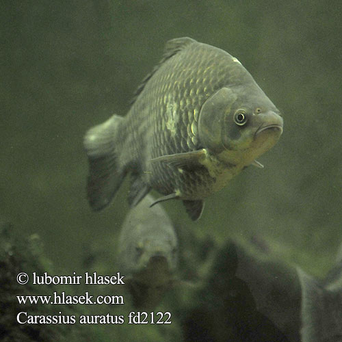 Carassius auratus fd2122