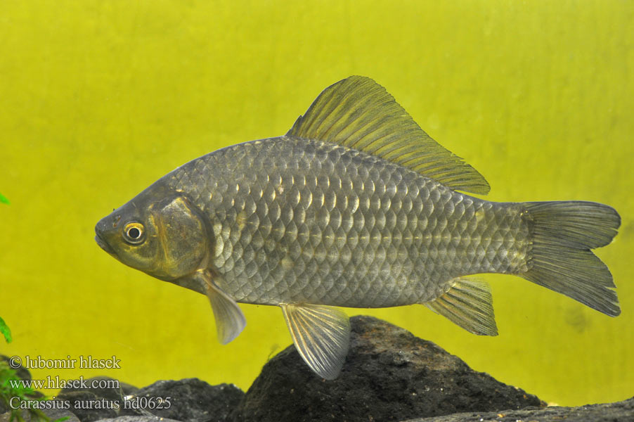 Carassius auratus hd0625