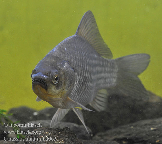 Japon balığı Cá vàng גאלדפיש 金鱼 Carasul auriu Carassius auratus Goldfish Karas stříbřitý zlatý Goudvis سمك ذهبي Şələquyruq qızıl balığı Zlatna ribica Pesk-aour Златна рибка Peix vermell Guldfisk Goldfisch Orfiŝo fiŝo ماهی قرمز Poisson rouge Carassin doré Òr-iasg 금붕어 ოქროს თევზი Auksinė žuvelė Aranyhal Goudvis キンギョ Gullfisk Karaś złocisty chiński Карась серебряный Златни караш Zlatna ribica Kultakala Guldfisk ปลาทอง Моҳии заррин