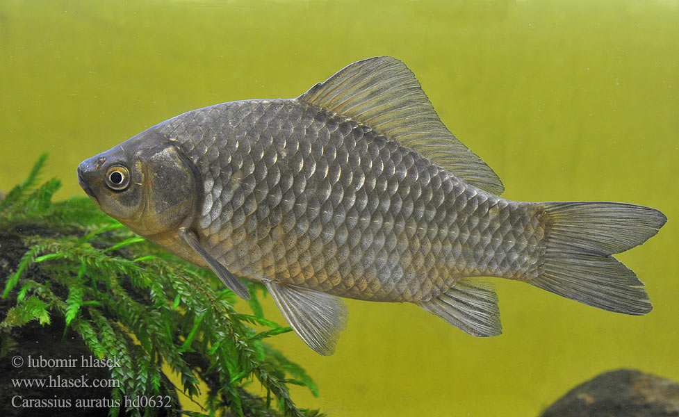 Carasul auriu Carassius auratus Goldfish Karas stříbřitý zlatý Goudvis سمك ذهبي Şələquyruq qızıl balığı Zlatna ribica Pesk-aour Златна рибка Peix vermell Guldfisk Goldfisch Orfiŝo fiŝo ماهی قرمز Poisson rouge Carassin doré Òr-iasg 금붕어 ოქროს თევზი Auksinė žuvelė Aranyhal Goudvis キンギョ Gullfisk Karaś złocisty chiński Карась серебряный Златни караш Zlatna ribica Kultakala Guldfisk ปลาทอง Моҳии заррин Japon balığı Cá vàng גאלדפיש 金鱼