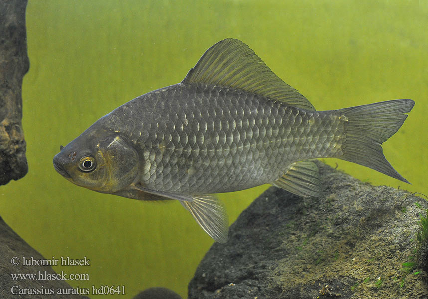 Carassius auratus hd0641