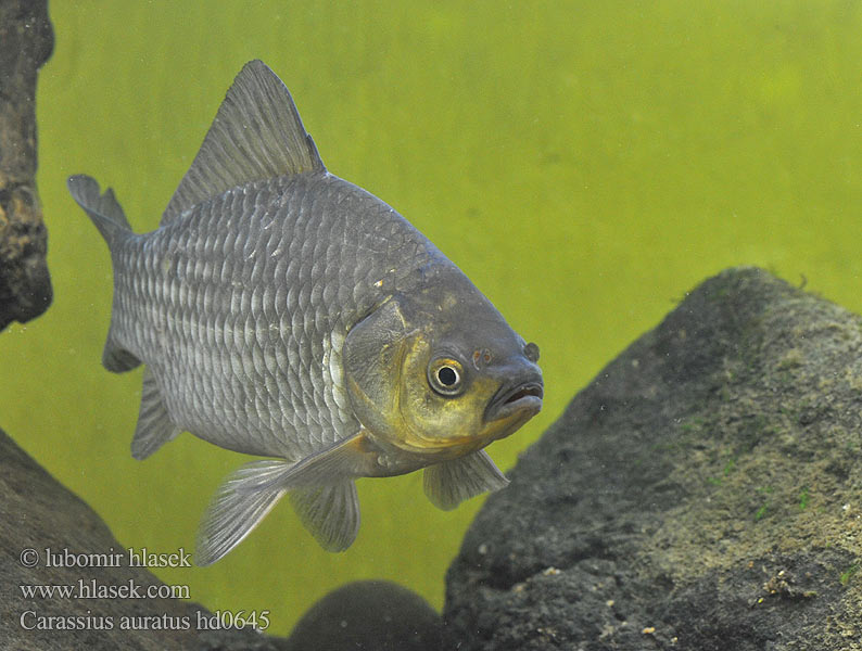 Carassius auratus hd0645