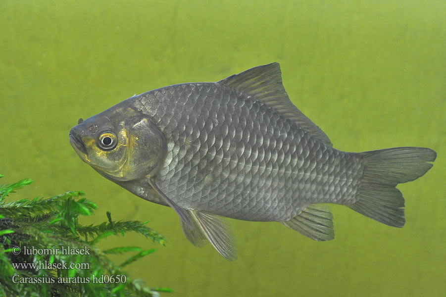 Carassius auratus hd0650