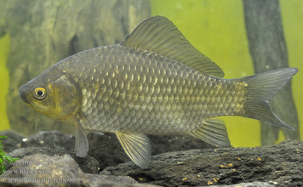 Carassius auratus hd0690