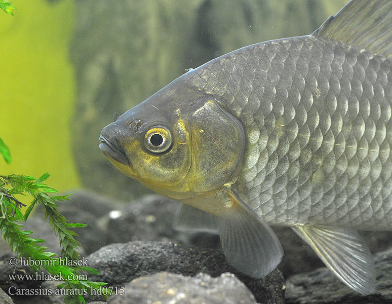 Carassius auratus hd0715