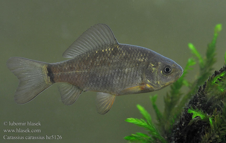 Carassius carassius Crucian carp Karas obecný Karausche