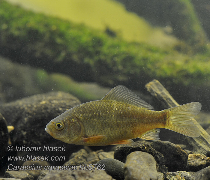 Carassius carassius Crucian carp