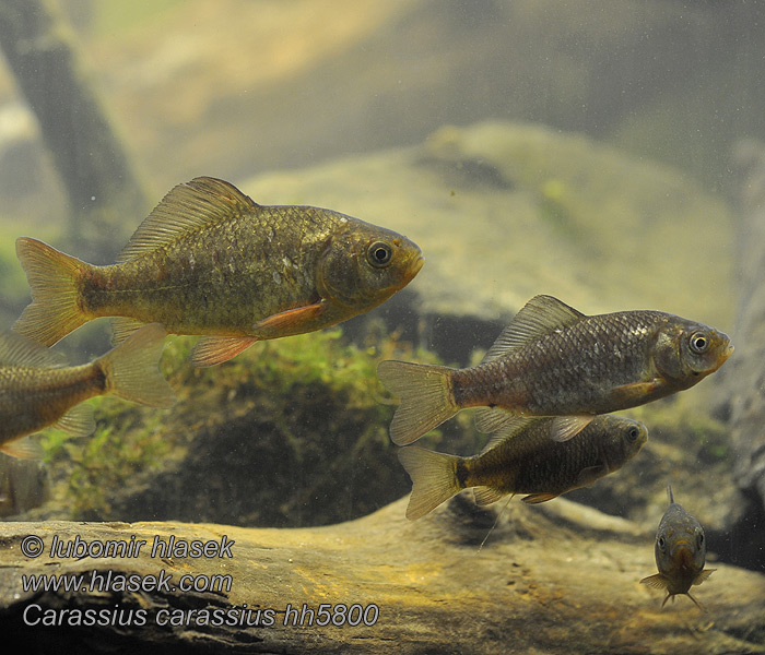 Carassius carassius Karausche