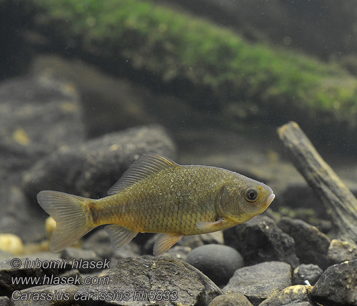 Carassius carassius Karusse