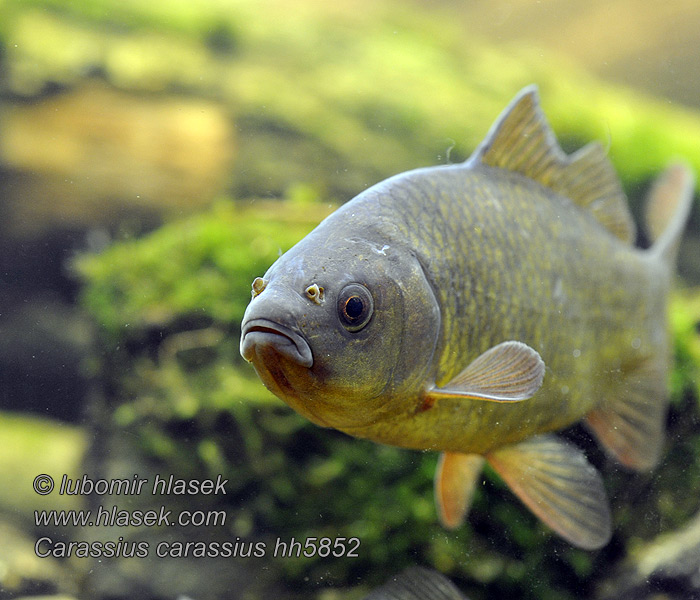 Carassius carassius Ruutana