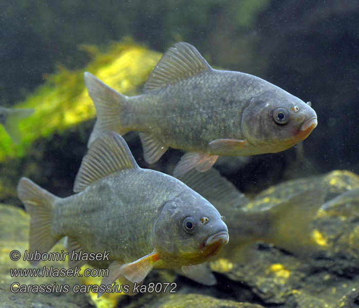 Carassius carassius Széles kárász