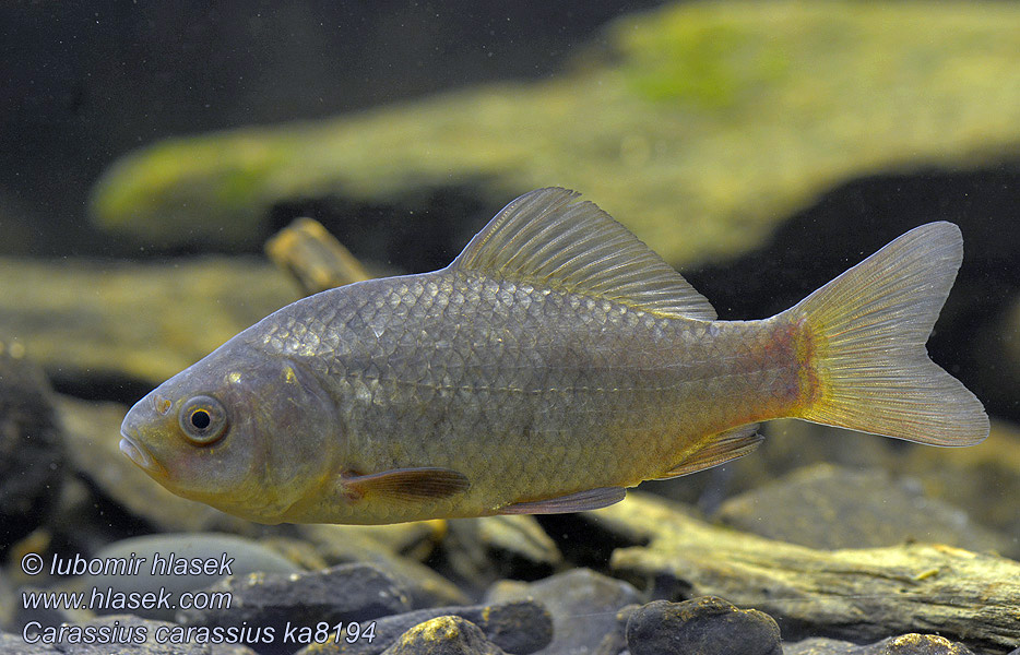 Carassius carassius Kroeskarper