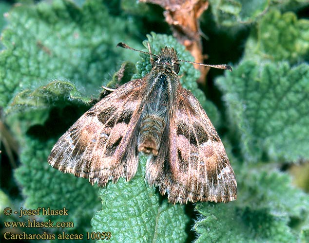 Carcharodus alceae alcae Mallow skipper Hespérie alcée Mályva busalepke Echter Malven-Dickkopffalter Warcabnik ślazowiec Súmračník slezový Soumračník slézový Katostbredpande Piquitos castana Kaasjeskruiddikkopje Malvakirjosiipi Ebegumeci Zipzipi Толстоголовка мальвовая алтейная лосиная