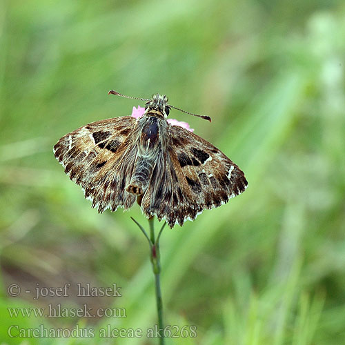 Malvakirjosiipi Ebegumeci Zipzipi Толстоголовка мальвовая алтейная лосиная Carcharodus alceae alcae Mallow skipper Hespérie alcée Mályva busalepke Echter Malven-Dickkopffalter Warcabnik ślazowiec Súmračník slezový Soumračník slézový Katostbredpande Piquitos castana Kaasjeskruiddikkopje