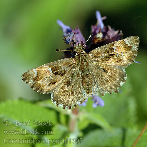 Толстоголовка мальвовая алтейная лосиная Carcharodus alceae alcae Mallow skipper Hespérie alcée Mályva busalepke Echter Malven-Dickkopffalter Warcabnik ślazowiec Súmračník slezový Soumračník slézový Katostbredpande Piquitos castana Kaasjeskruiddikkopje Malvakirjosiipi Ebegumeci Zipzipi