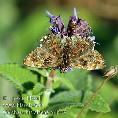 Mallow skipper Hespérie alcée Mályva busalepke Echter Malven-Dickkopffalter Warcabnik ślazowiec Súmračník slezový Soumračník slézový Katostbredpande Piquitos castana Kaasjeskruiddikkopje Malvakirjosiipi Ebegumeci Zipzipi Толстоголовка мальвовая алтейная лосиная Carcharodus alceae alcae