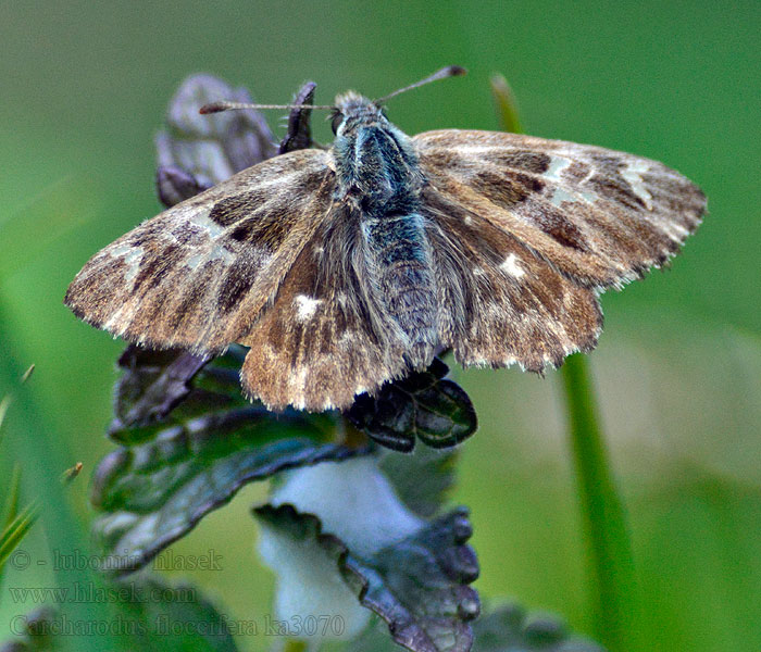 Tufted Skipper L'hespérie marrube Pemetefü busalepke