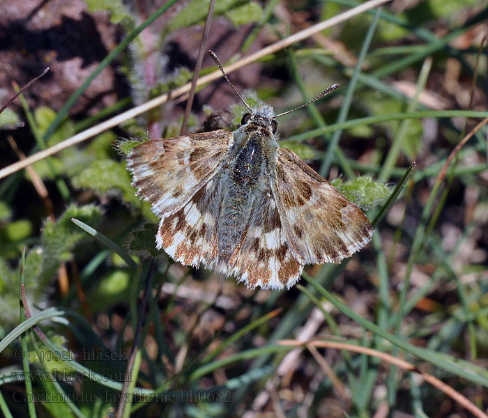 Loreley-Dickkopffalter Marbled Skipper Súmračník slezovcový