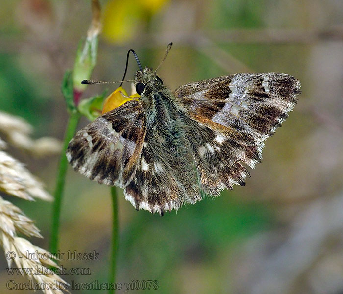 Loreley-Dickkopffalter Marbled Skipper Súmračník slezovcový Carcharodus lavatherae