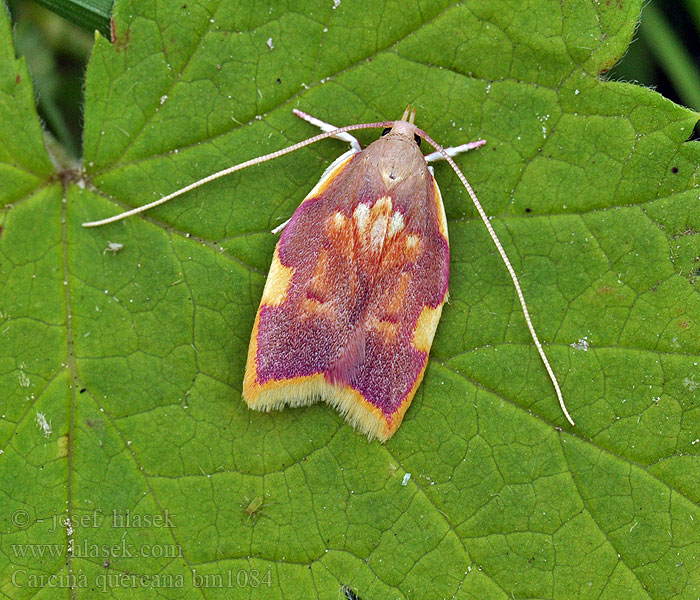 Carcina quercana fagana Krásněnka dlouhorohá