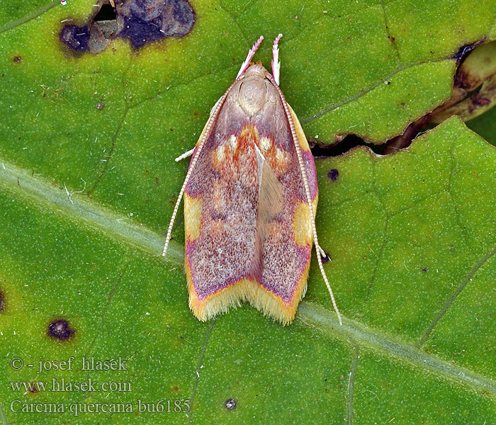 Carcina quercana Eichen-Faulholzmotte Oak Skeletonizer Moth Zdobka dúbravová