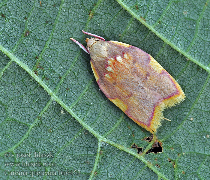 Krásněnka dlouhorohá Carcina quercana Ege-prydvinge