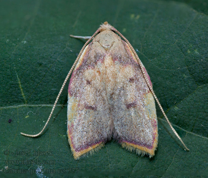 Krásněnka dlouhorohá Carcina quercana