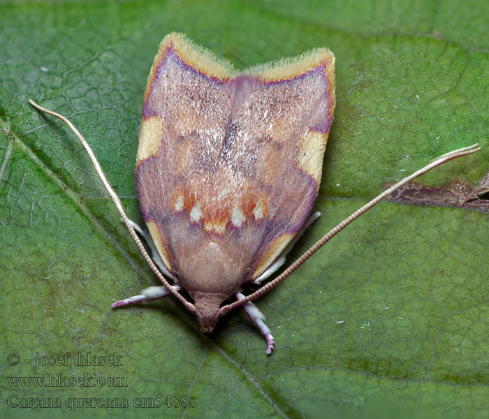 Krásněnka dlouhorohá Carcina quercana