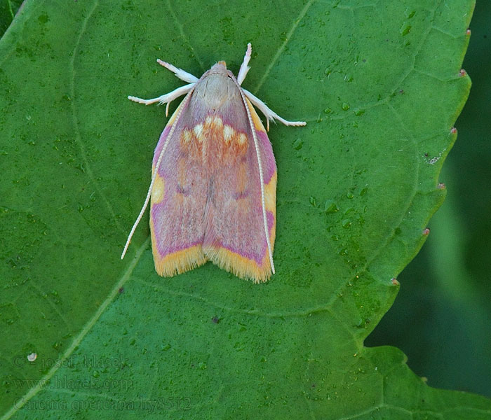 Eichen-Faulholzmotte Carcina quercana