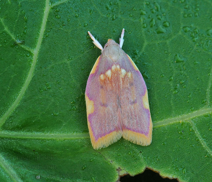 Oak Skeletonizer Moth Zdobka dúbravová Carcina quercana