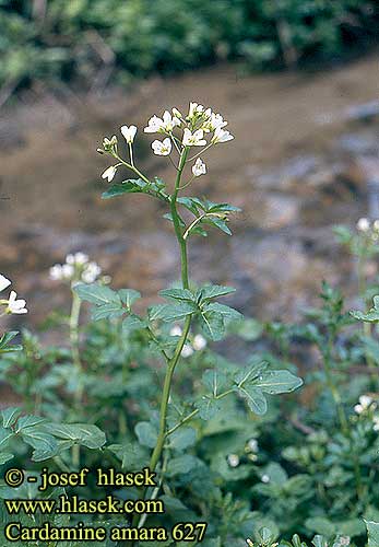 Cardamine amara Large Bitter-cress Vandkarse Purolitukka