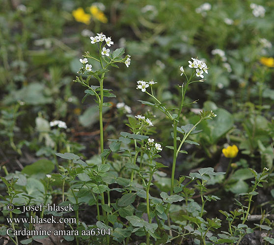 Cardamine amère Bittere veldkers Billeri amaro Rūgto ķērsu