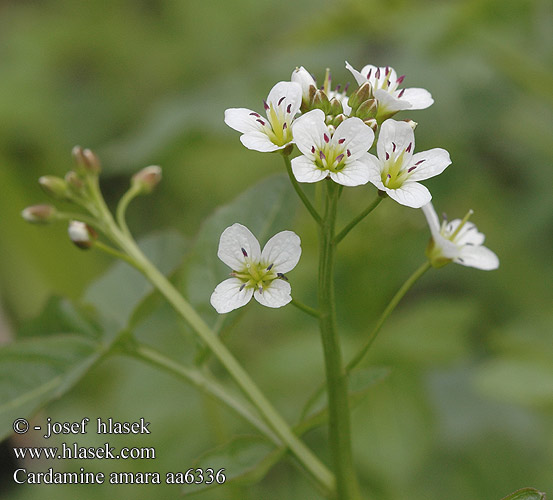 Cardamine amara Cardamine amère Řeřišnice hořká