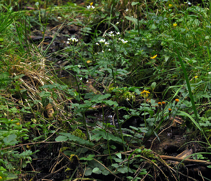 Cardamine amara