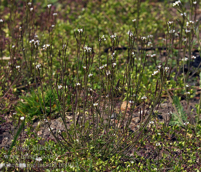 Cardamine hirsuta Řeřišnice srstnatá Behaartes Schaumkraut